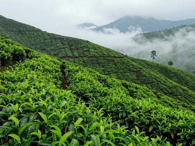 Rainy Season in South India: When to Visit, What to Pack & Best Places