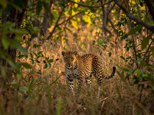 Are Wildlife Sanctuaries Good? The Real Impact on Conservation and Tourism